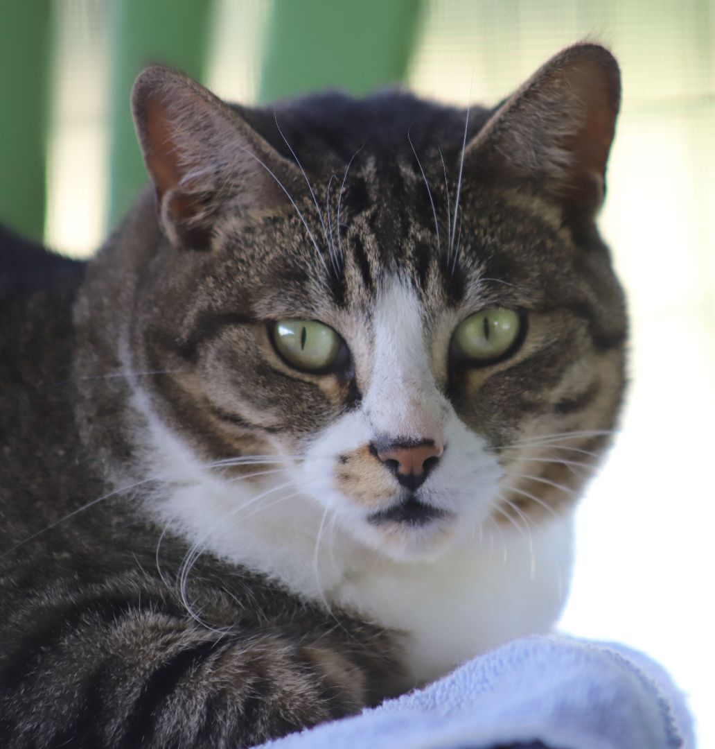 Enlarge Bette, a Adoptable mixed breed in North Fort Myers, FL image 3/12