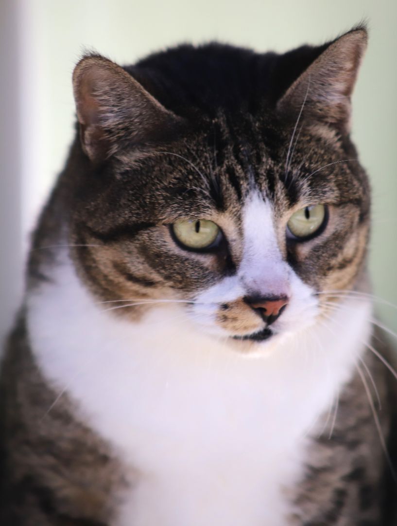 Enlarge Bette, a Adoptable mixed breed in North Fort Myers, FL image 4/12