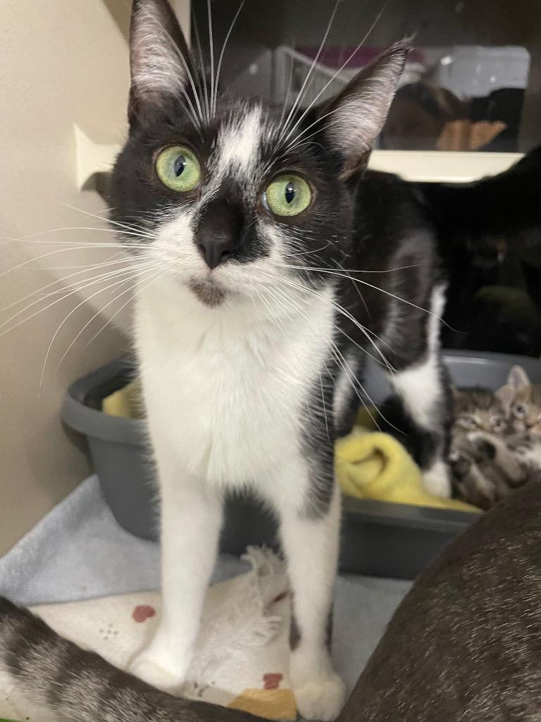 Sky, Adoptable, Young Female Domestic Short Hair.