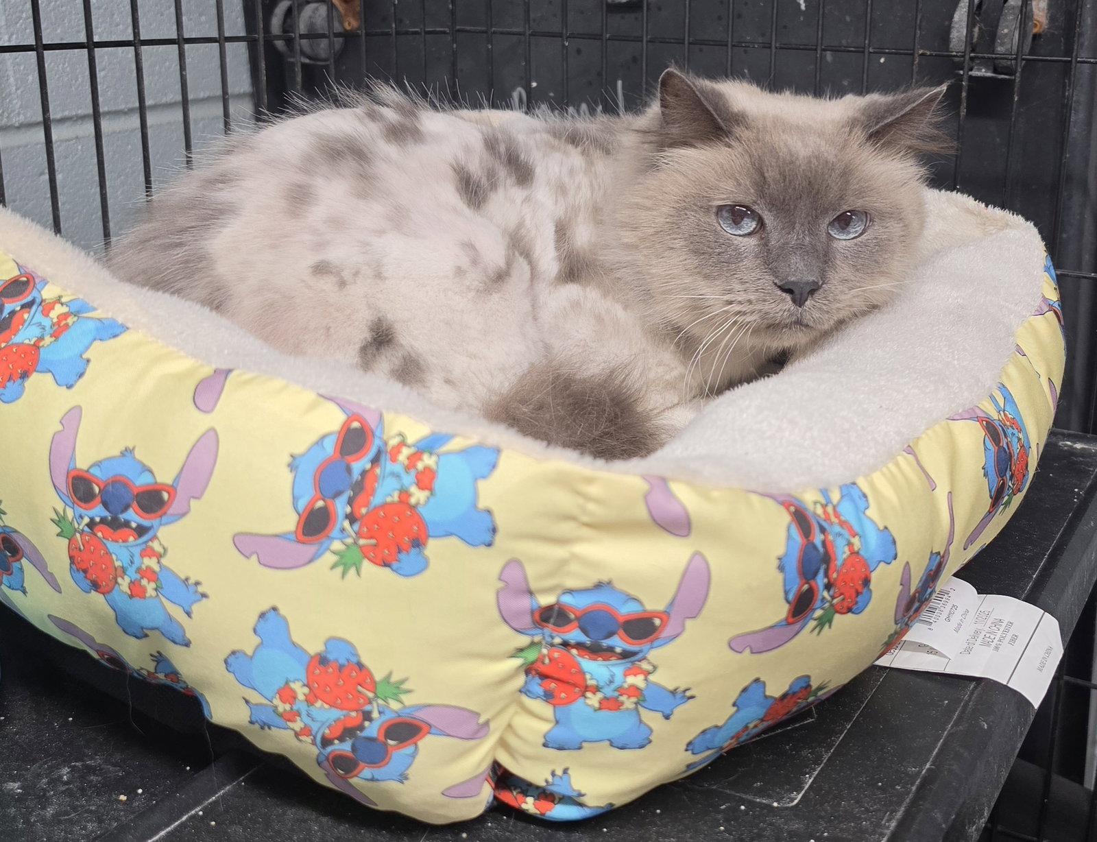 Moo Moo, Adoptable, Young Male Domestic Medium Hair.
