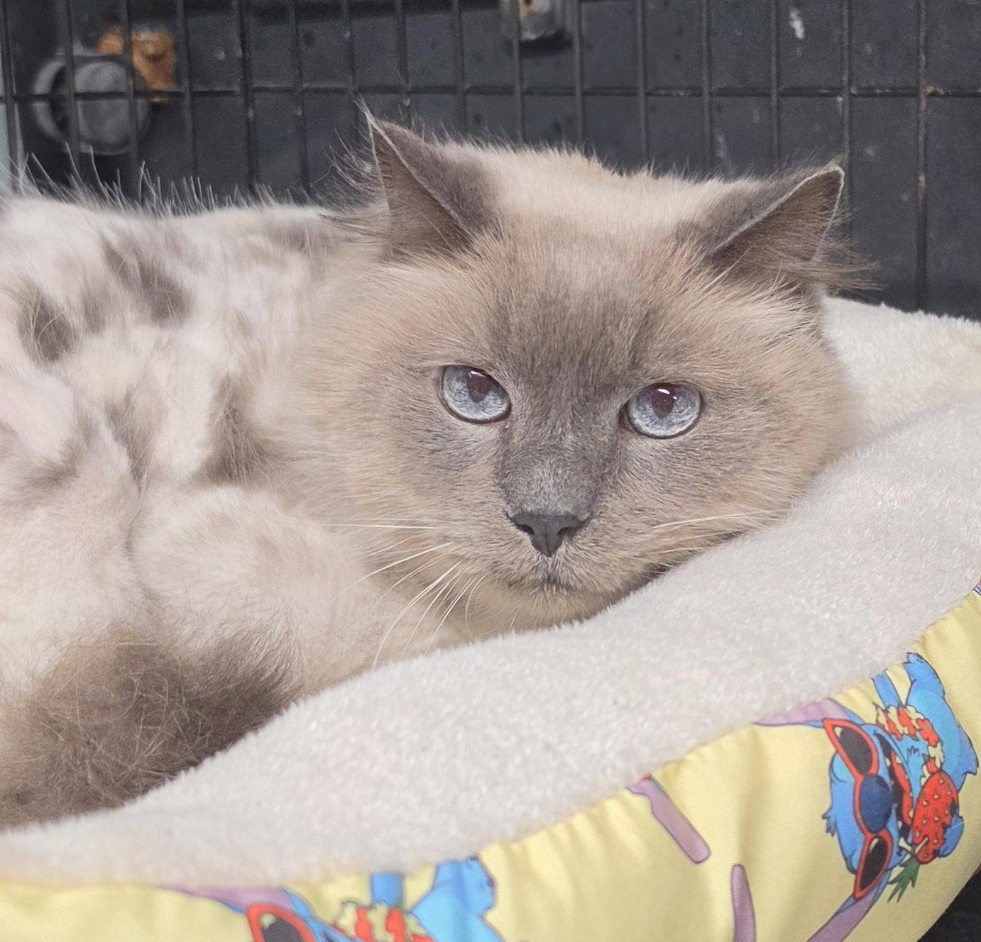 Moo Moo, a Adoptable Domestic Medium Hair in Hollywood, MD image 2/2