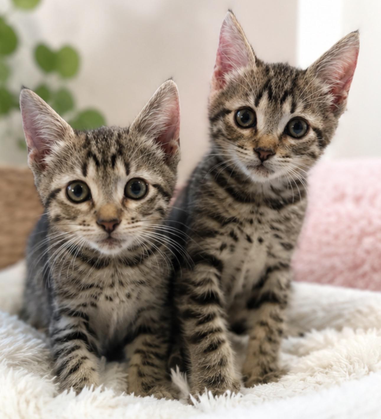 Enlarge Ross & Chandler, a ADOPTABLE mixed breed in Newmarket, ON image 1/5