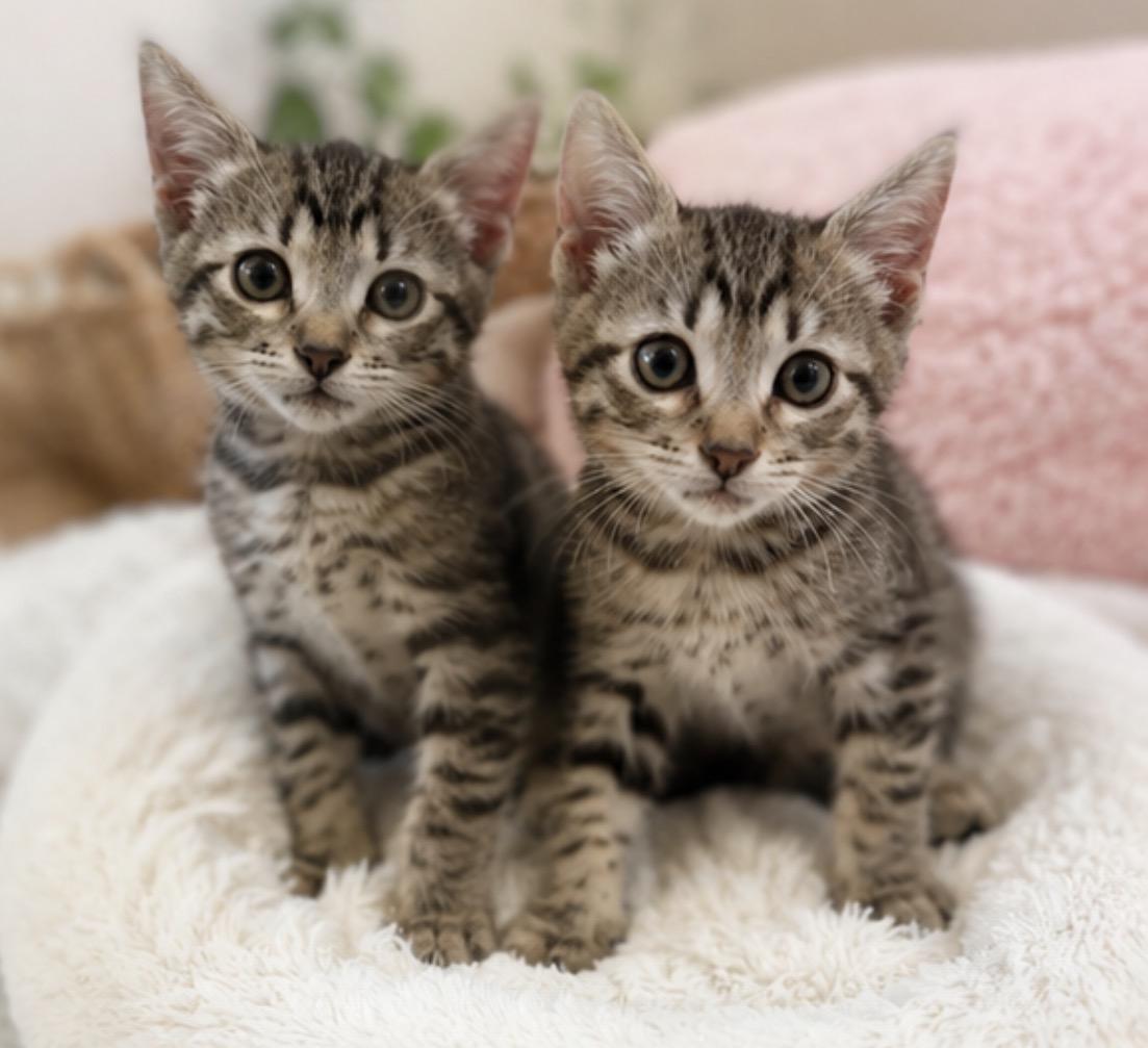 Enlarge Ross & Chandler, a ADOPTABLE mixed breed in Newmarket, ON image 5/5