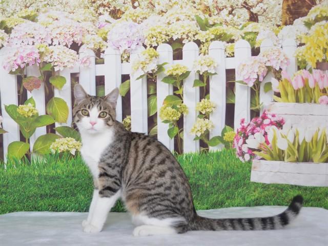 Enlarge TAILS, a Adoptable mixed breed in Oroville, CA image 1/1