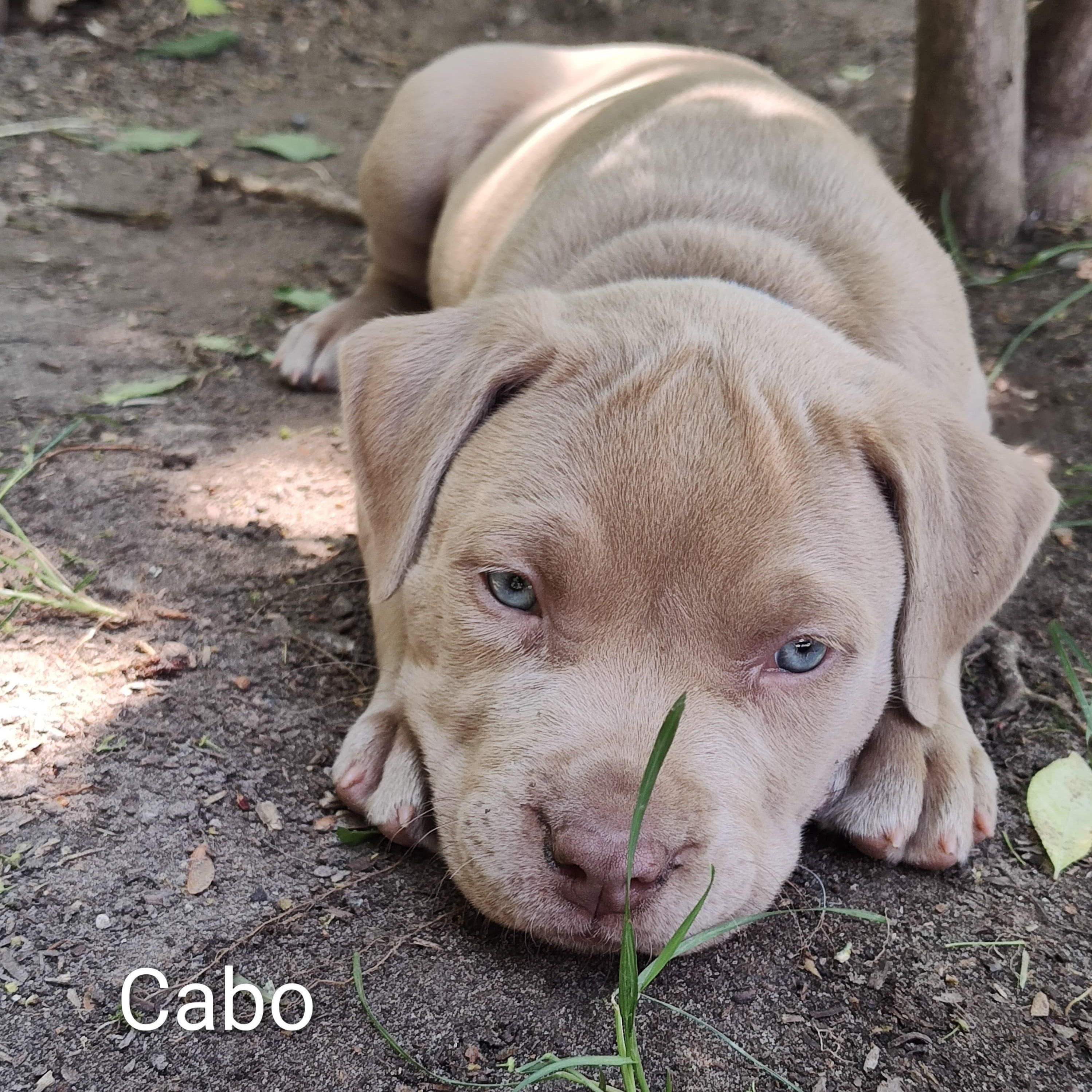 Cabo (vacation island litter), a Adoptable mixed breed in Midland, MI image 1/2
