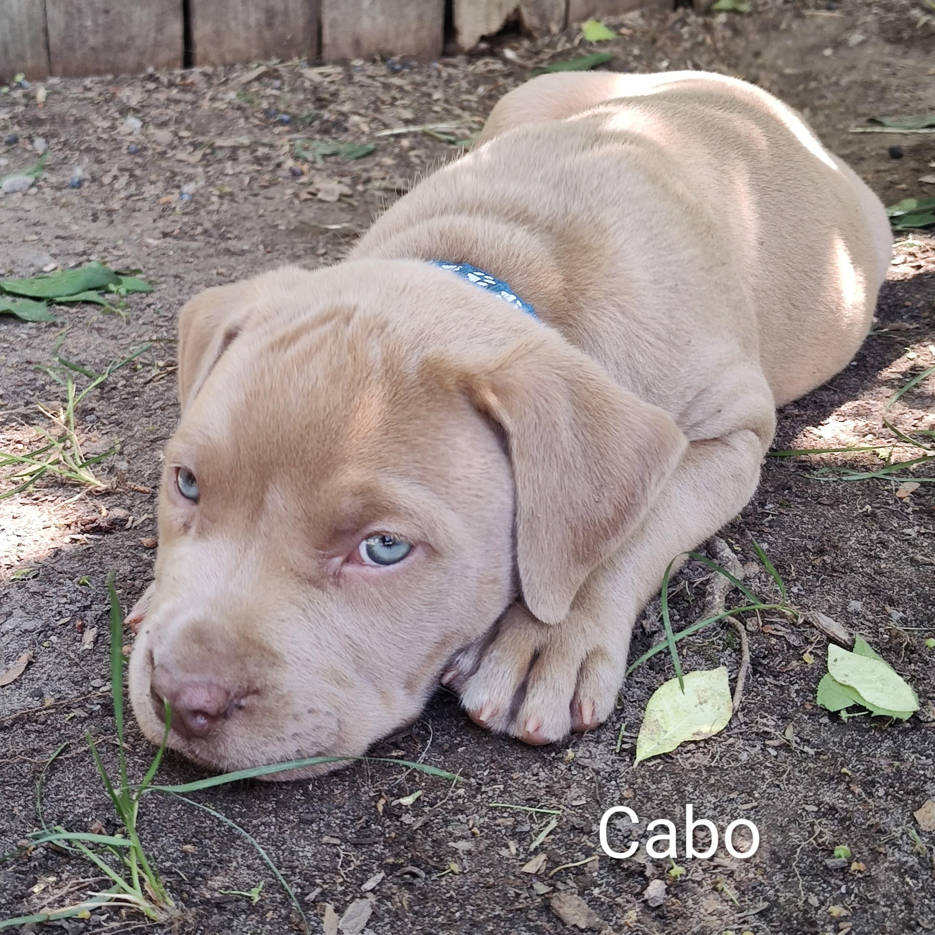 Cabo (vacation island litter), a Adoptable mixed breed in Midland, MI image 2/2