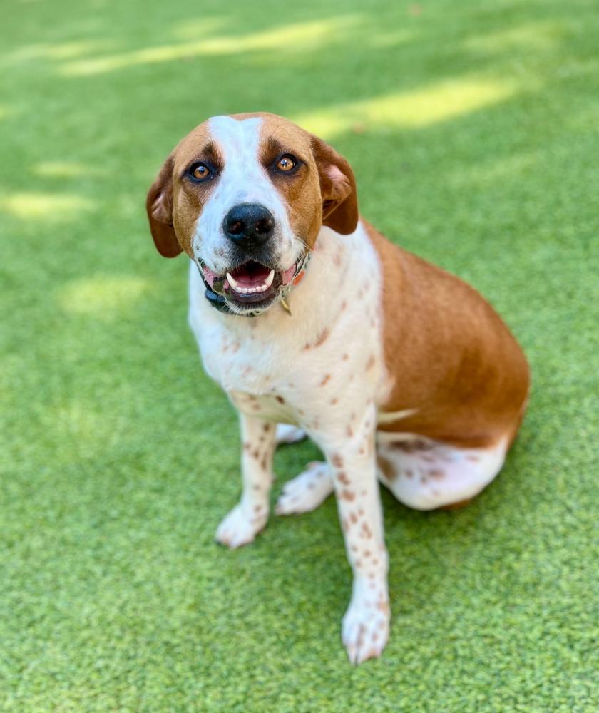 Layla (fka Bella), Adoptable, Adult Female Hound.