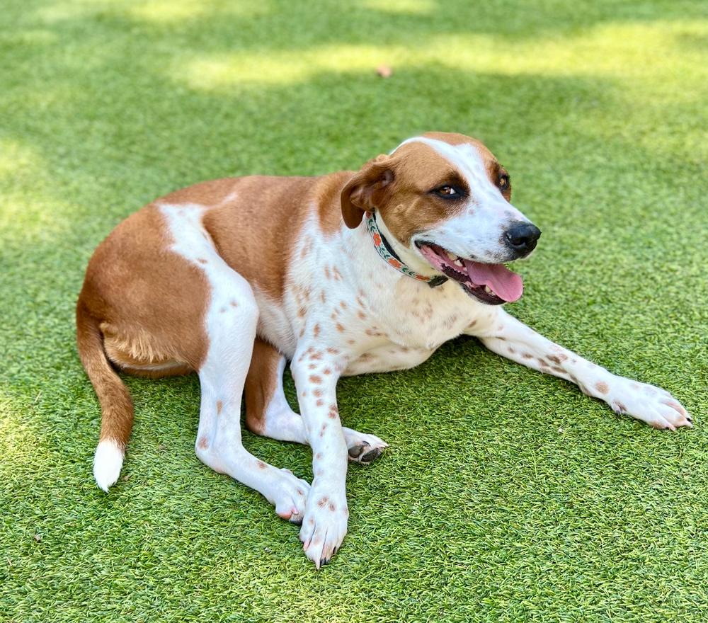 Layla (fka Bella), a Adoptable mixed breed in Dunwoody, GA image 3/3