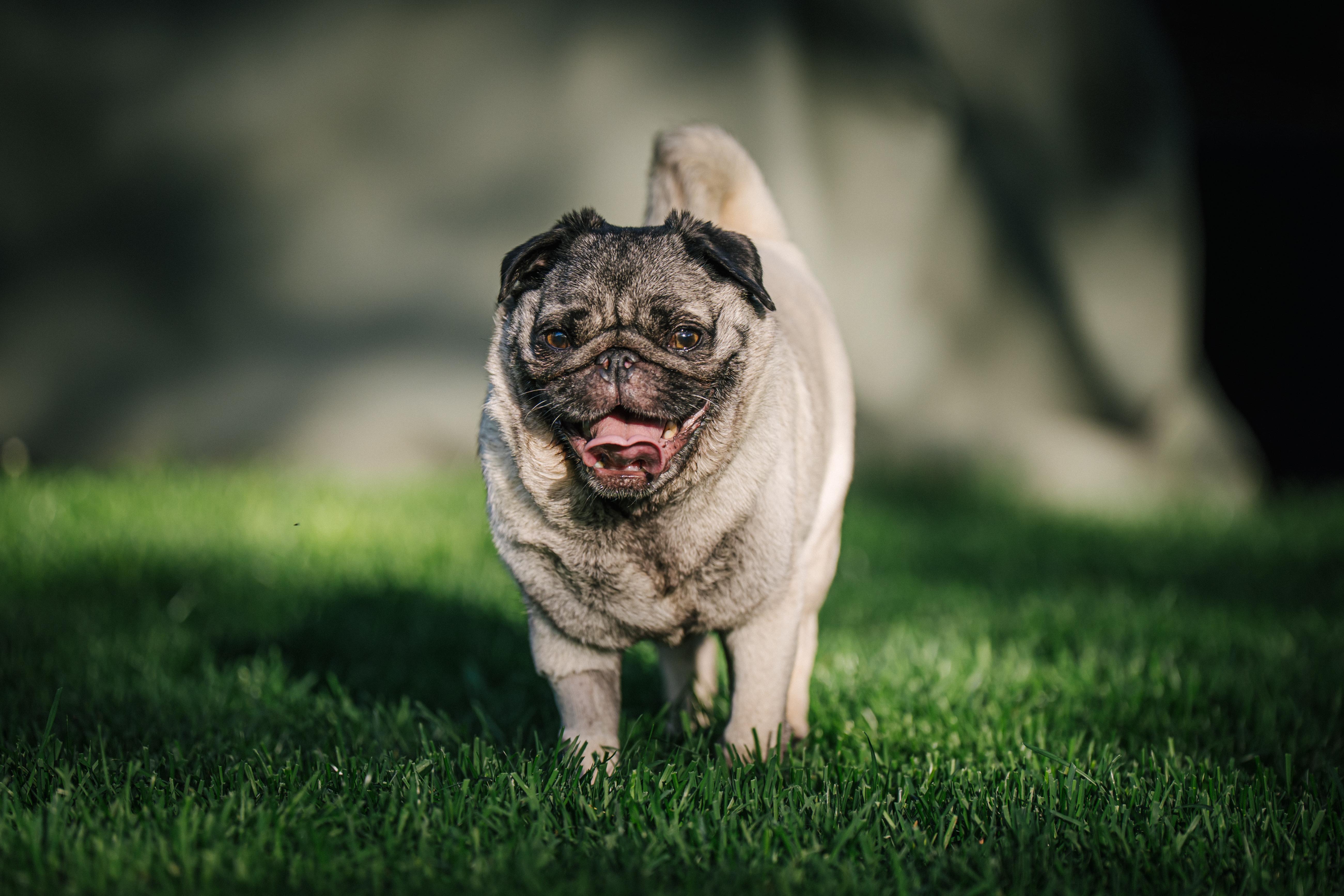 Enlarge Annabelle, a ADOPTABLE Pug in Fort Calhoun, NE image 6/6