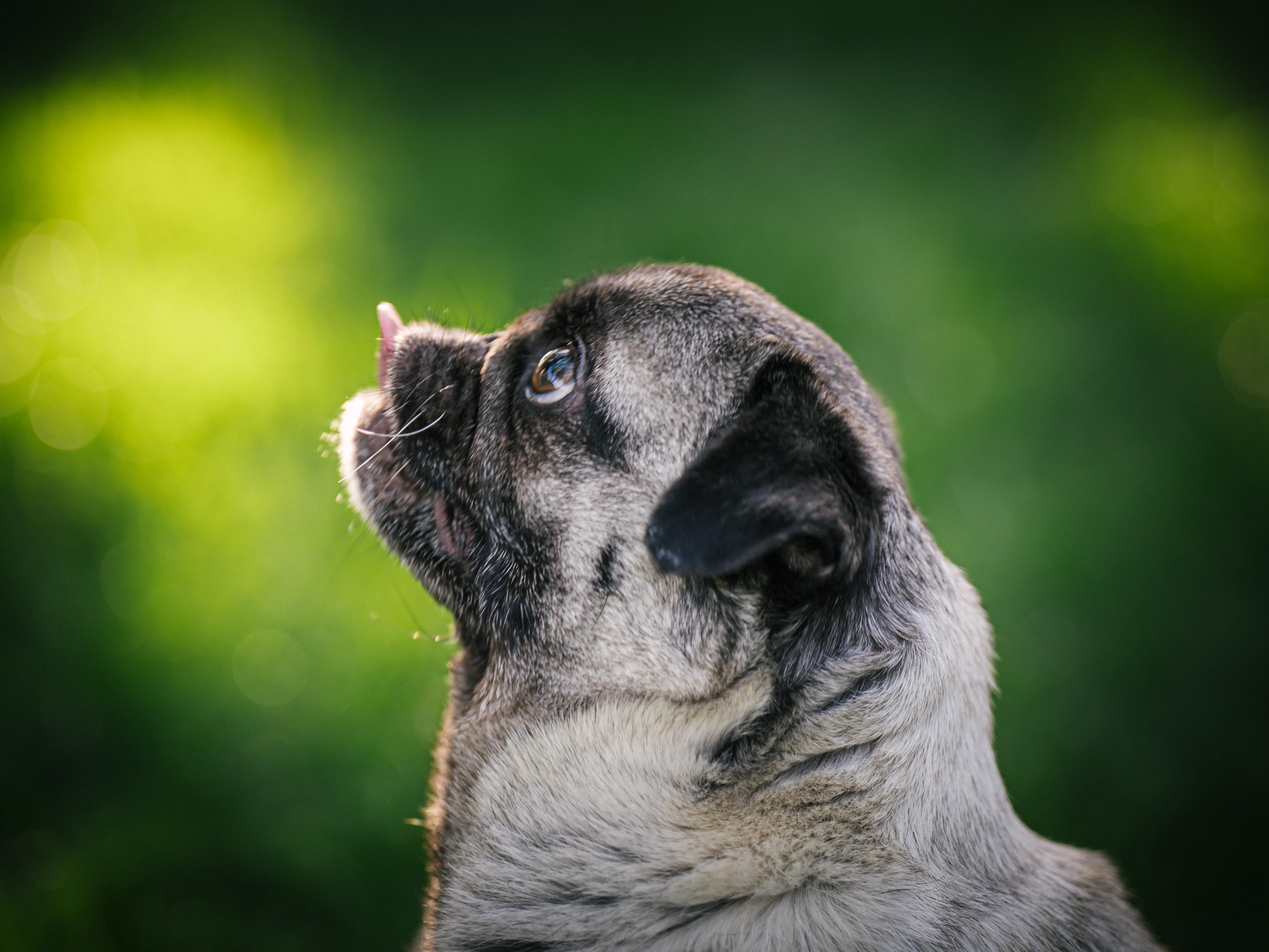 Enlarge Annabelle, a ADOPTABLE Pug in Fort Calhoun, NE image 3/6