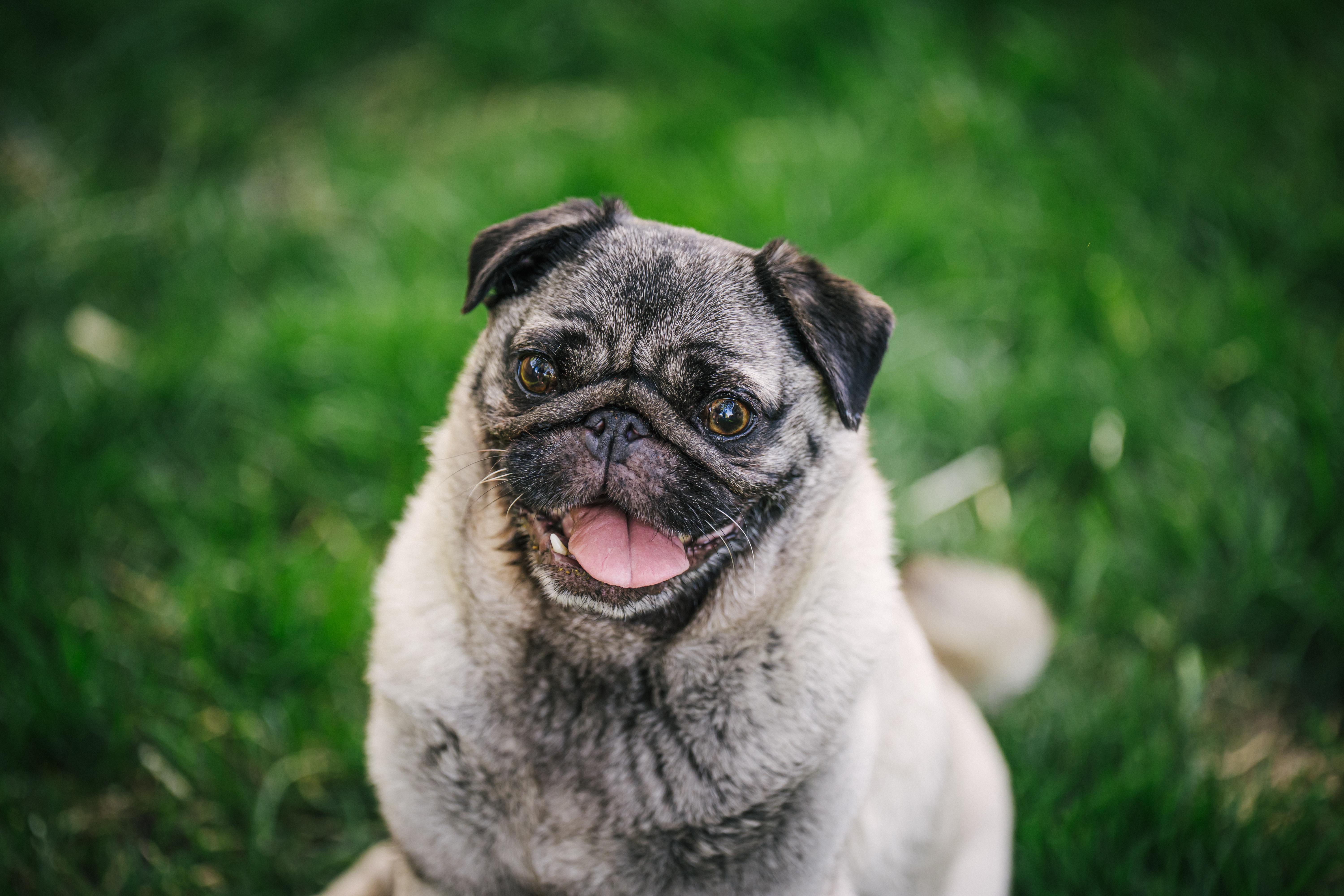 Enlarge Annabelle, a ADOPTABLE Pug in Fort Calhoun, NE image 2/6