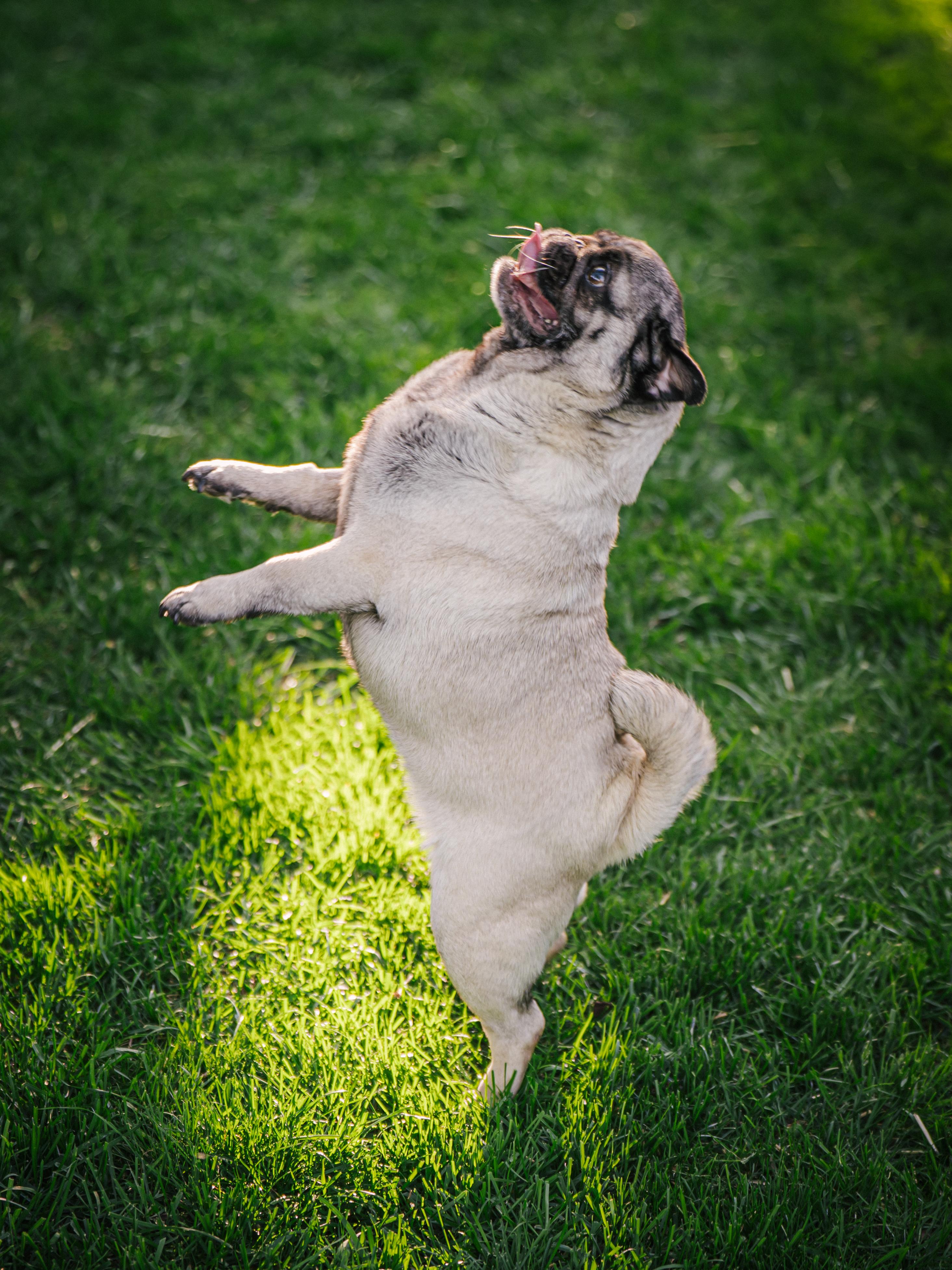 Enlarge Annabelle, a ADOPTABLE Pug in Fort Calhoun, NE image 5/6