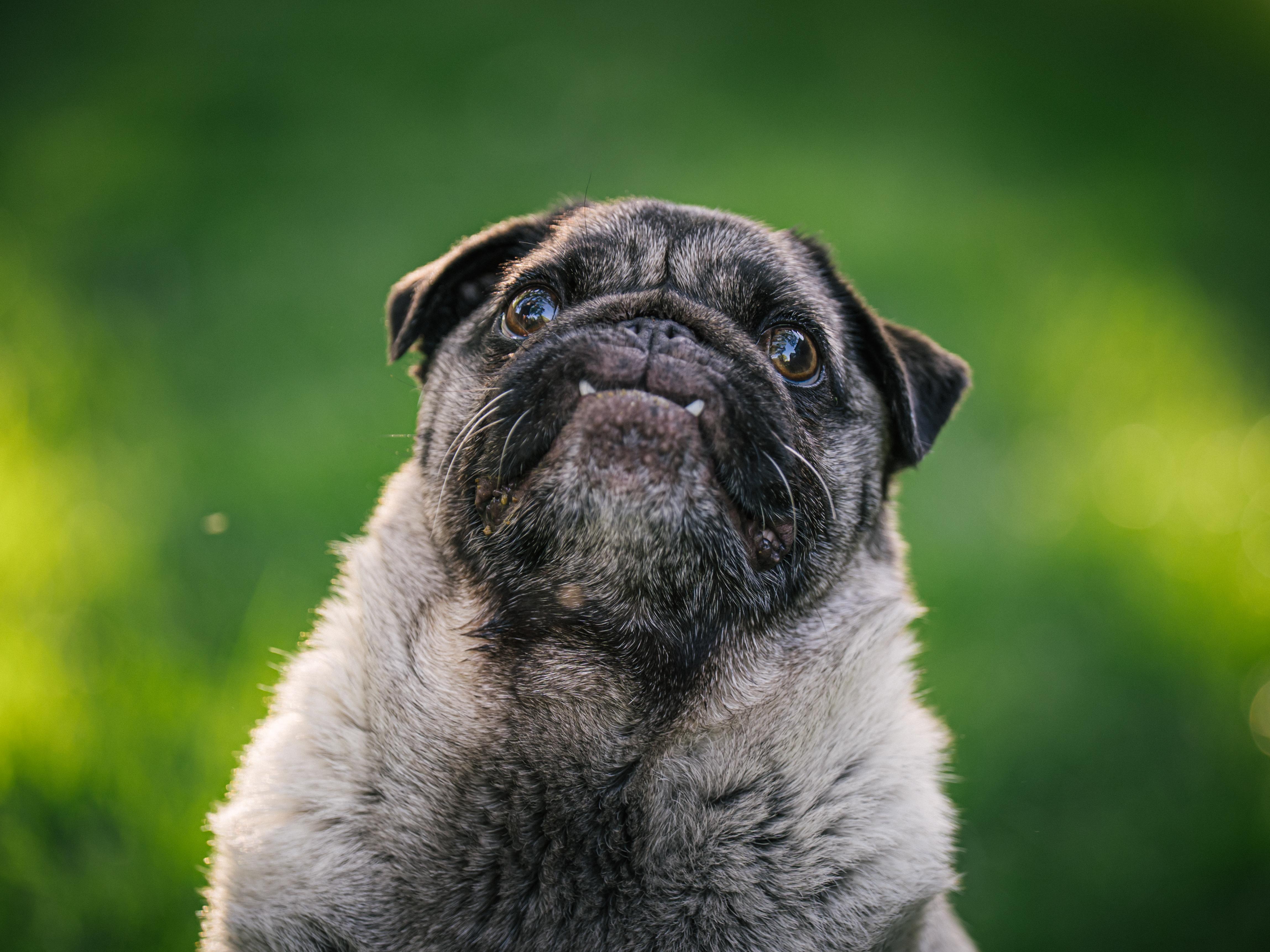 Enlarge Annabelle, a ADOPTABLE Pug in Fort Calhoun, NE image 1/6