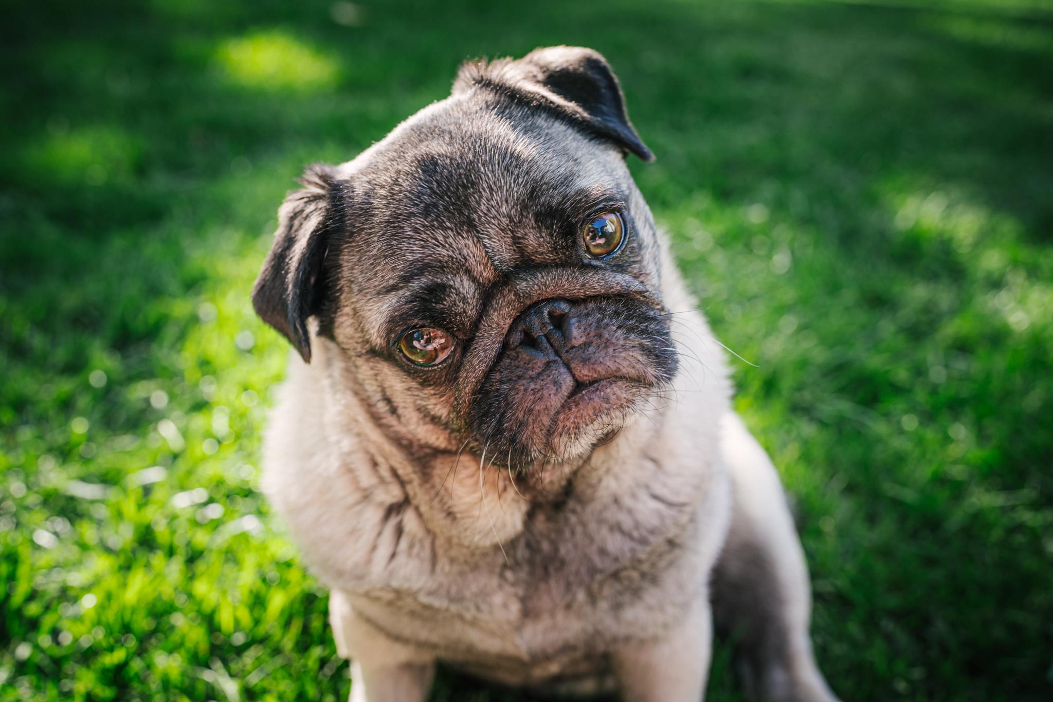 Enlarge Annabelle, a ADOPTABLE Pug in Fort Calhoun, NE image 4/6