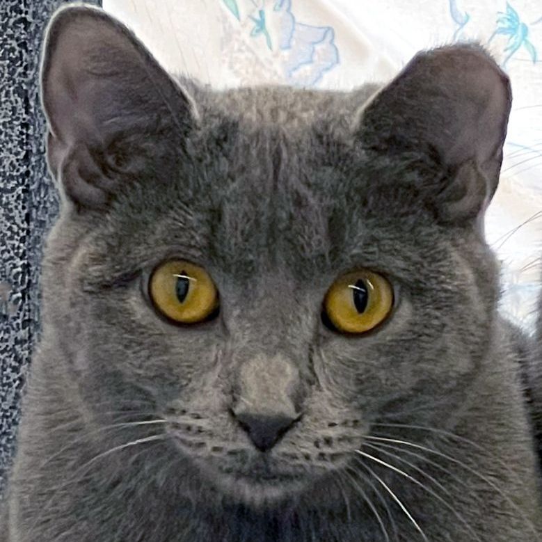 Della, Adult Female unknown