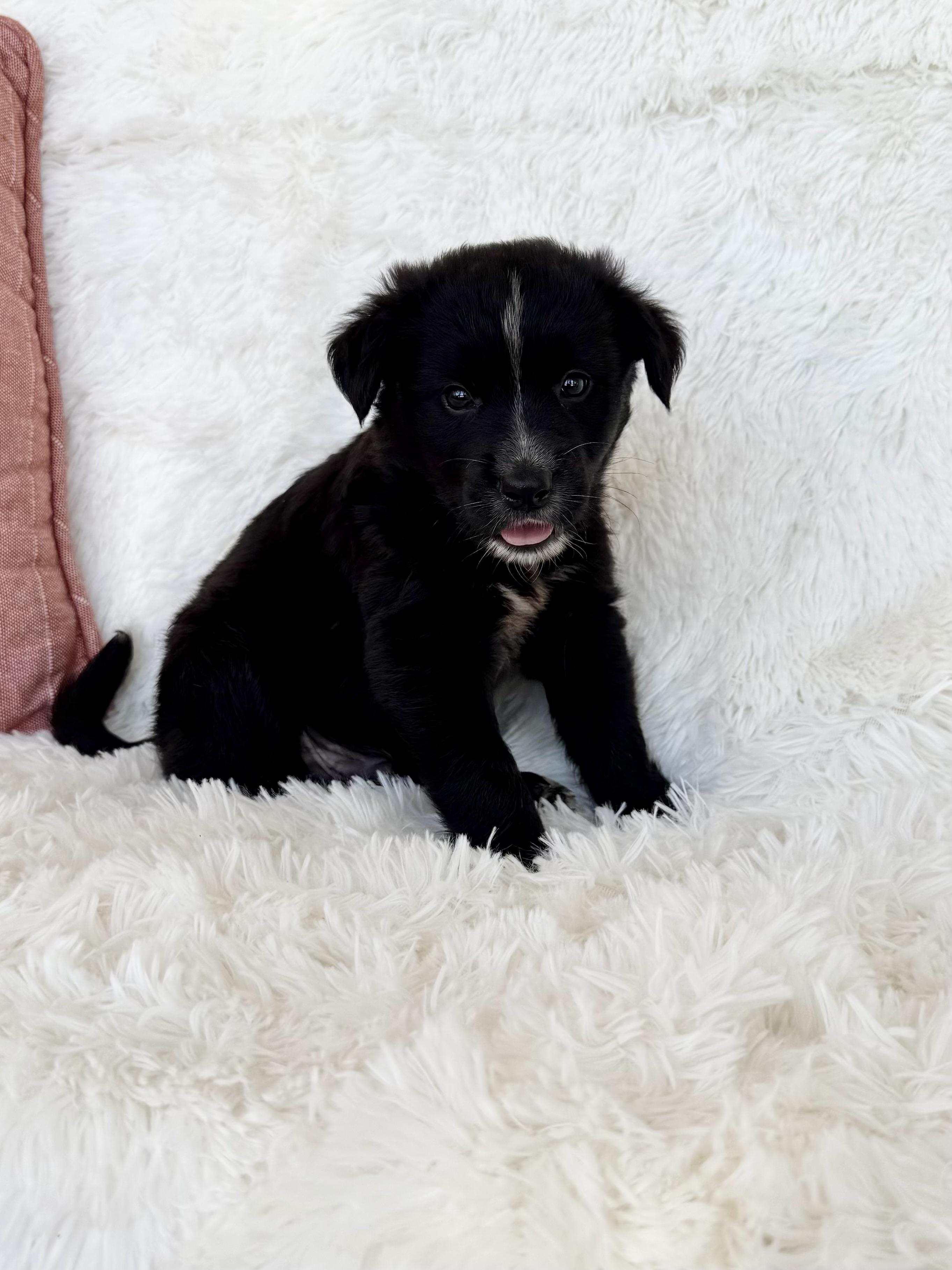 Baby Cooper, ADOPTABLE, Puppy Male Border Collie.