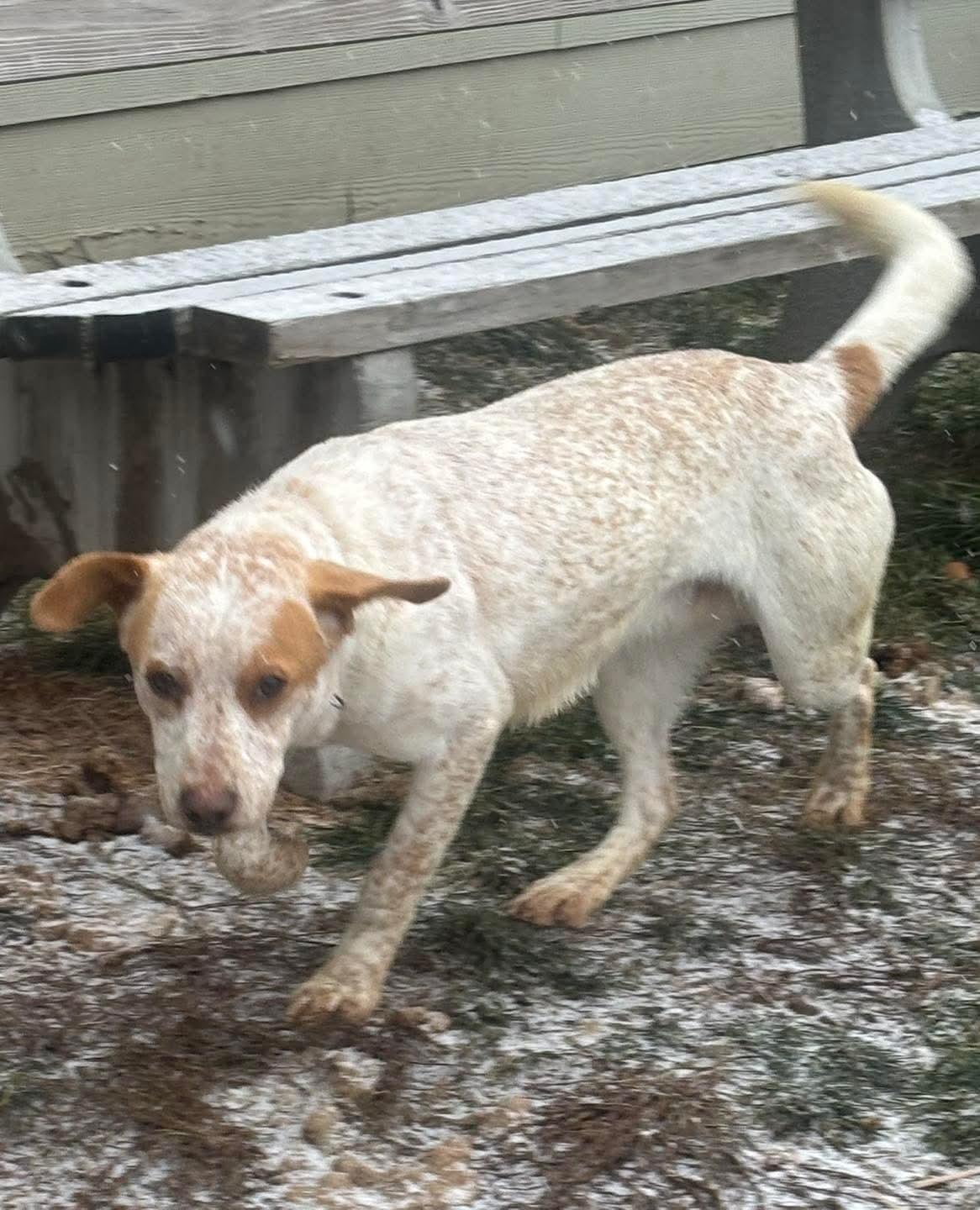 Enlarge Houdini, a ADOPTABLE mixed breed in Watertown, NY image 1/1
