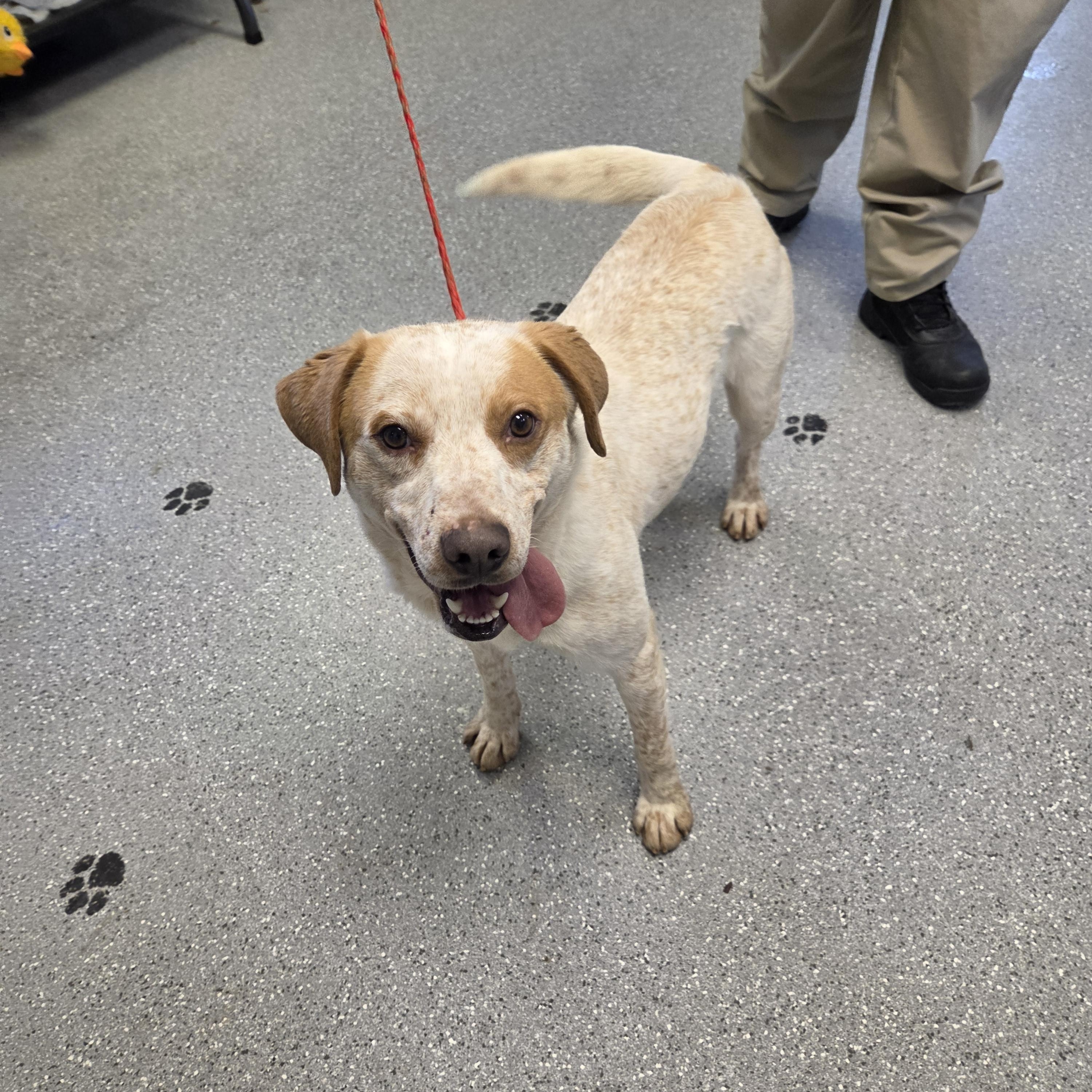 Enlarge Houdini, a ADOPTABLE mixed breed in Watertown, NY image 1/3