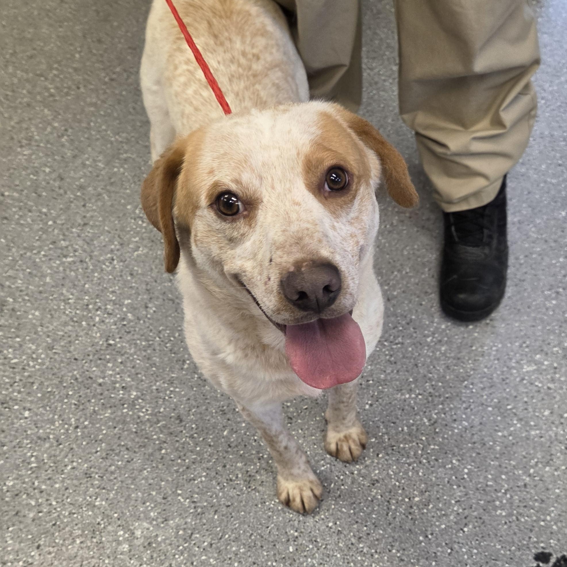 Enlarge Houdini, a ADOPTABLE mixed breed in Watertown, NY image 2/3