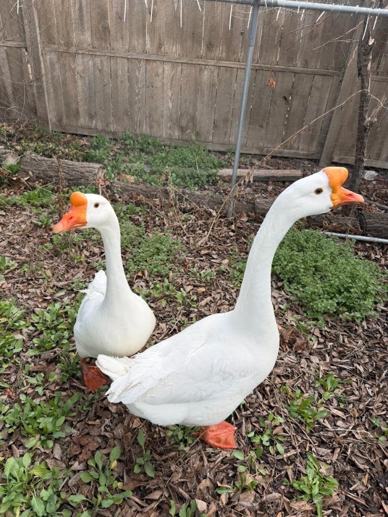 Enlarge George, a Adopted Goose in Eagle Mountain, UT image 1/1