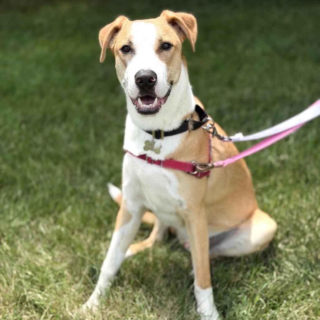 Enlarge Arkansas, a Adoptable mixed breed in York, PA image 1/6