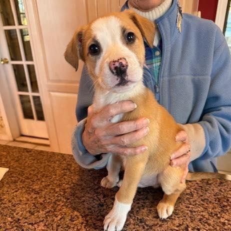 Enlarge Arkansas, a Adoptable Mixed Breed in Mechanicsville, VA image 1/6