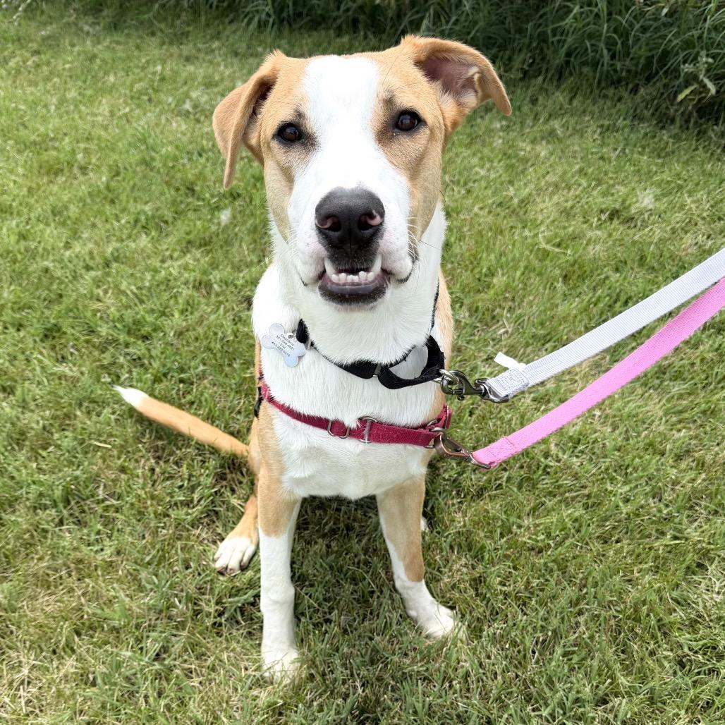 Arkansas, Adoptable, Young Male American Foxhound & Pit Bull Terrier.