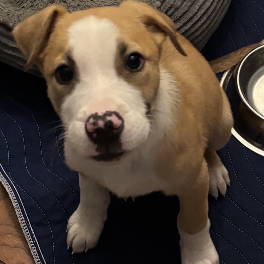 Enlarge Arkansas, a Adoptable Mixed Breed in Mechanicsville, VA image 2/6