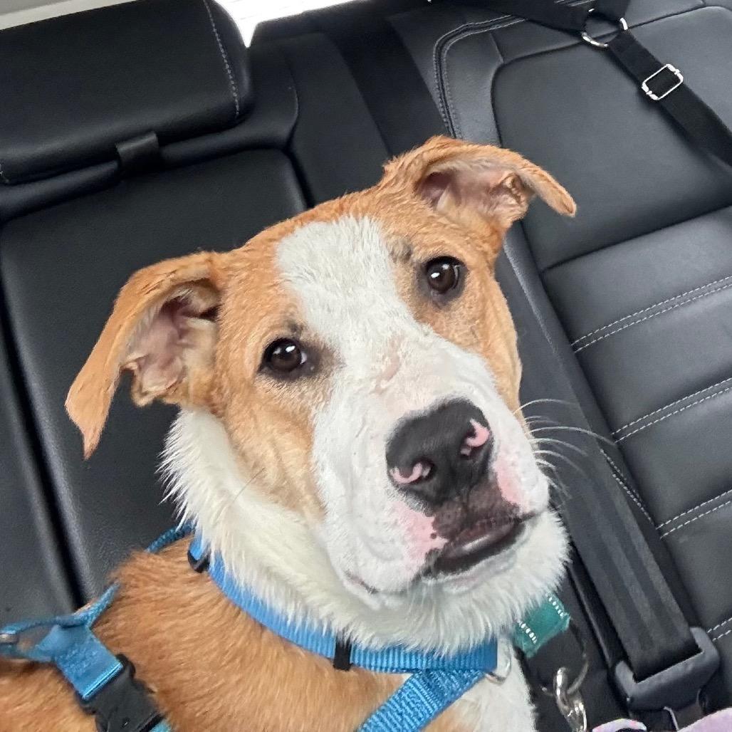 Enlarge Arkansas, a Adoptable mixed breed in Mechanicsville, VA image 2/5
