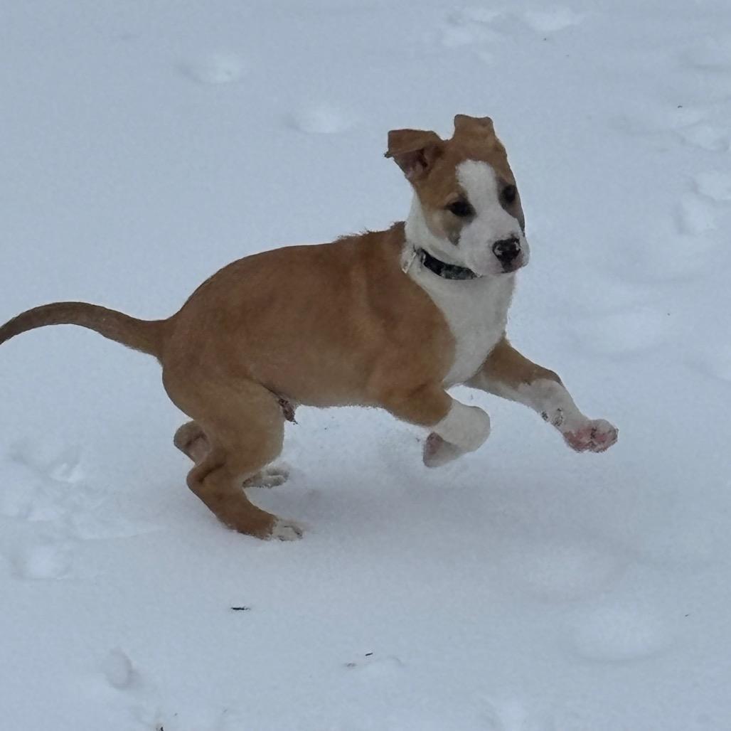 Enlarge Arkansas, a Adoptable Mixed Breed in Mechanicsville, VA image 3/6