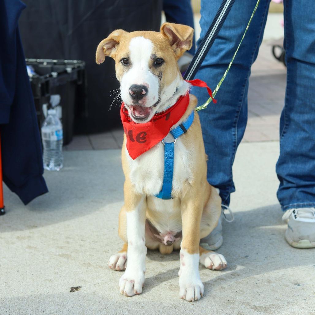 Arkansas, a Adoptable mixed breed in Mechanicsville, VA image 5/6