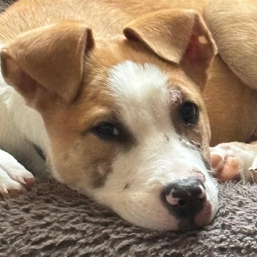 Arkansas, Adoptable, Young Male Pit Bull Terrier & Hound.