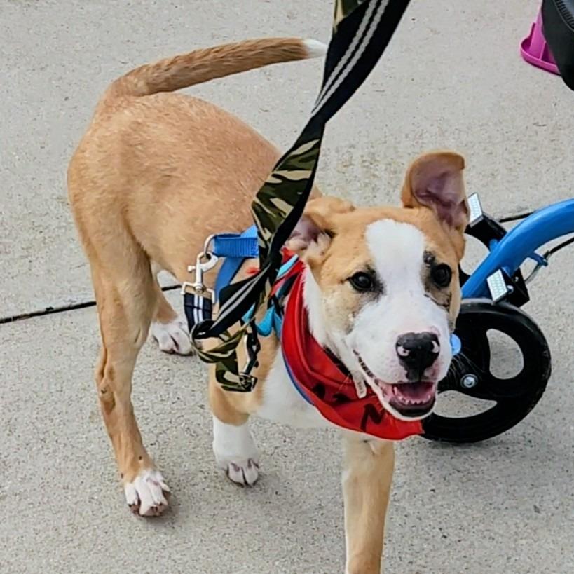 Arkansas, a Adoptable mixed breed in Mechanicsville, VA image 2/6