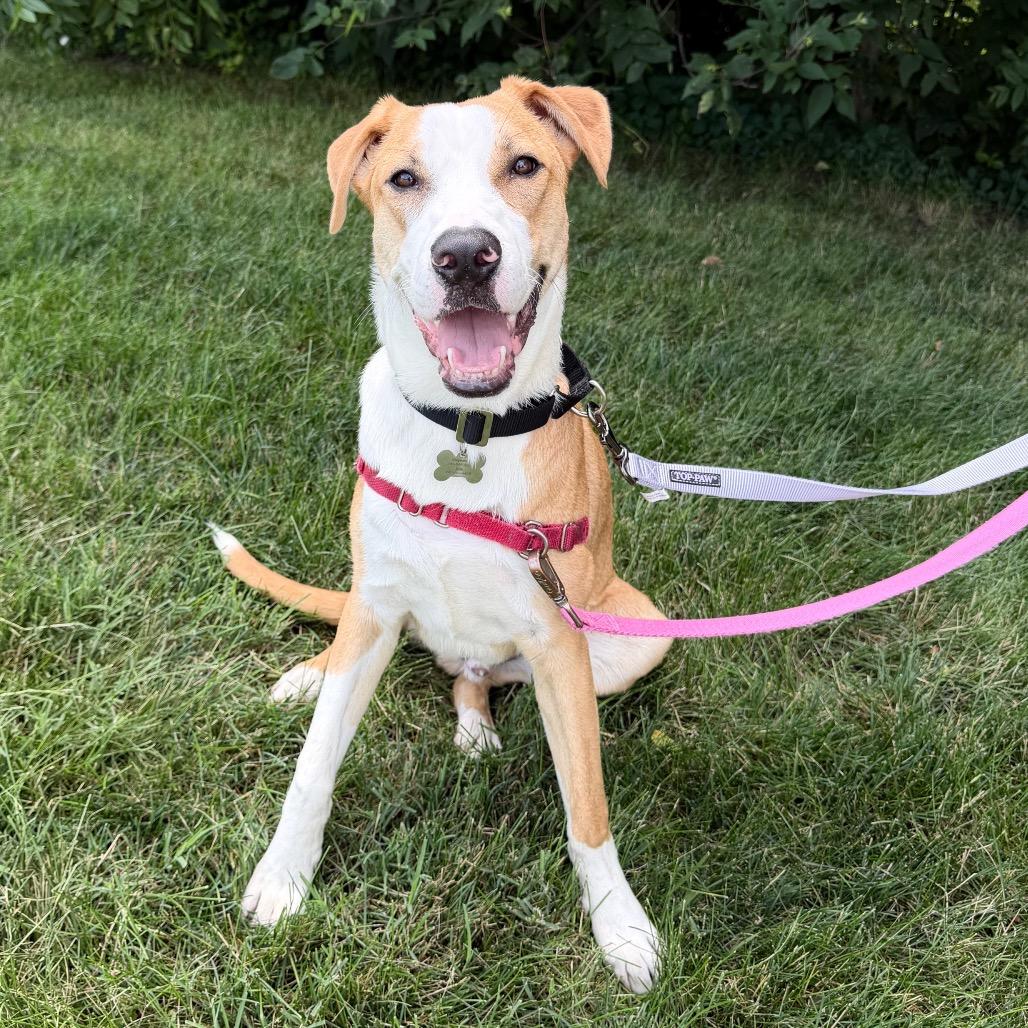 Enlarge Arkansas, a Adoptable mixed breed in Mechanicsville, VA image 3/5