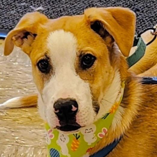 Enlarge Arkansas, a Adoptable mixed breed in Mechanicsville, VA image 6/6