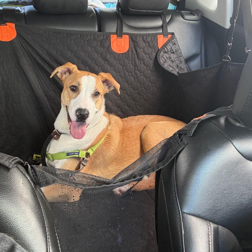 Enlarge Arkansas, a Adoptable mixed breed in Mechanicsville, VA image 4/5