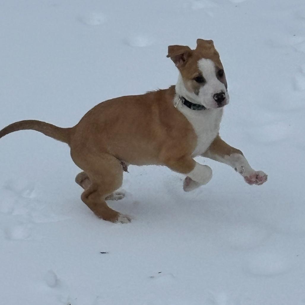Enlarge Arkansas, a Adoptable Mixed Breed in Mechanicsville, VA image 6/6