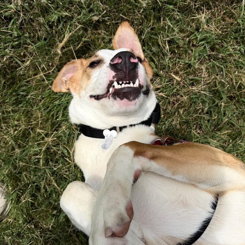 Enlarge Arkansas, a Adoptable mixed breed in Mechanicsville, VA image 5/5