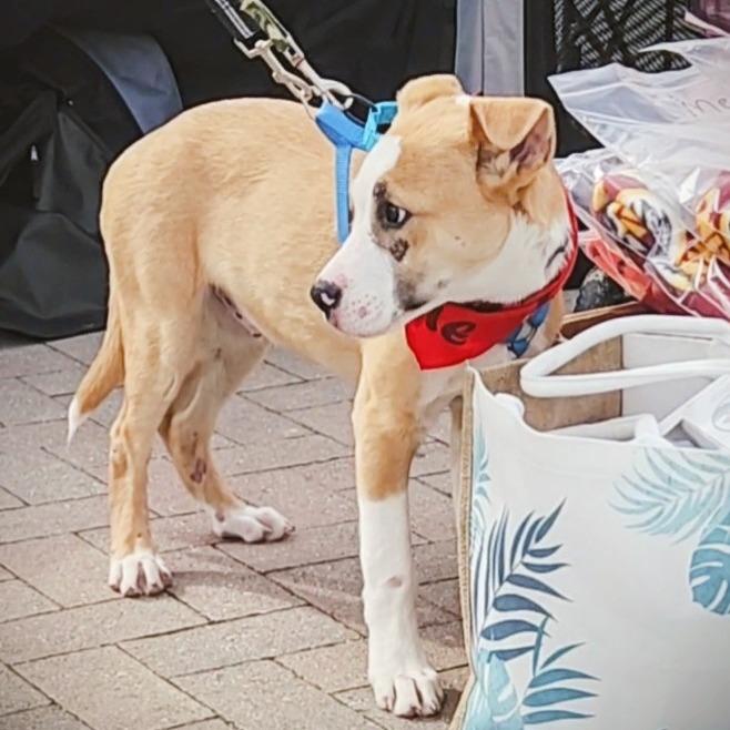 Arkansas, a Adoptable mixed breed in Mechanicsville, VA image 3/6