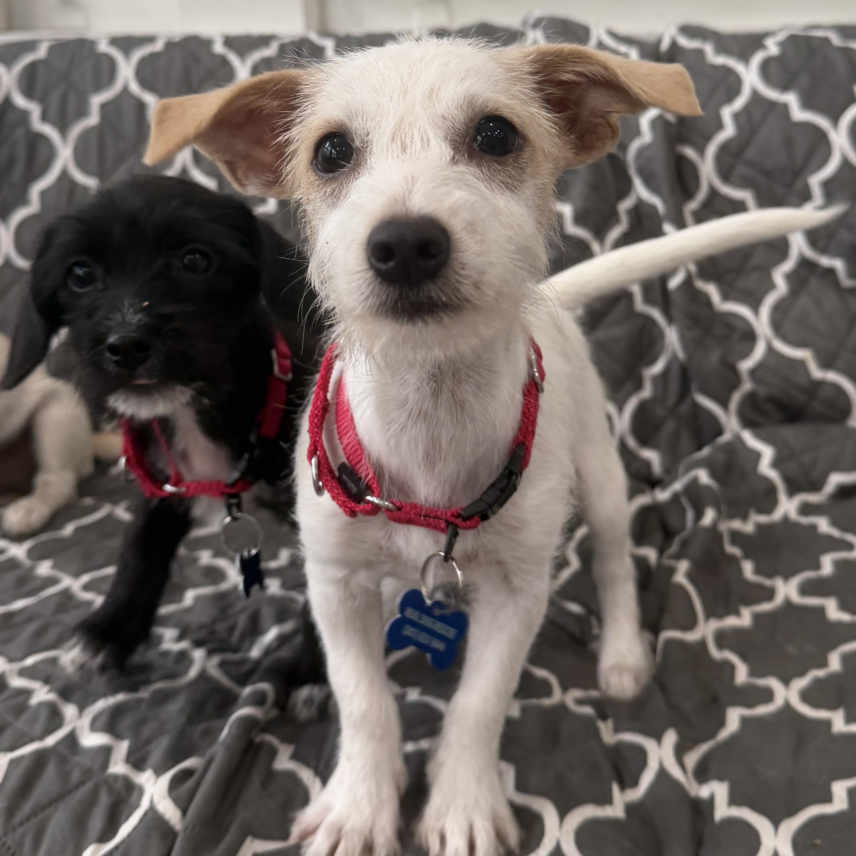 Athena, ADOPTABLE, Puppy Female Dachshund & Terrier.