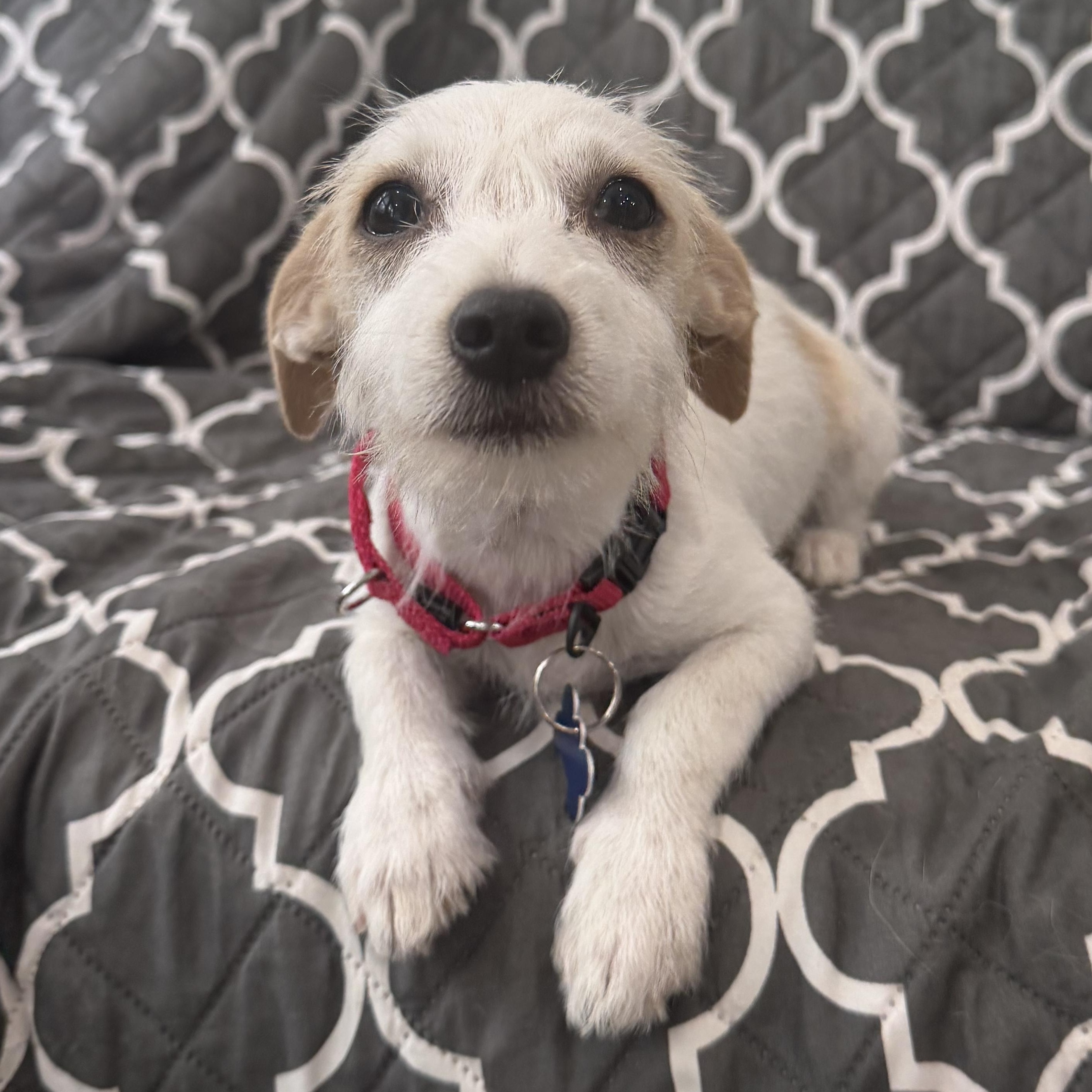 Athena, a ADOPTABLE mixed breed in Mahwah, NJ image 3/6