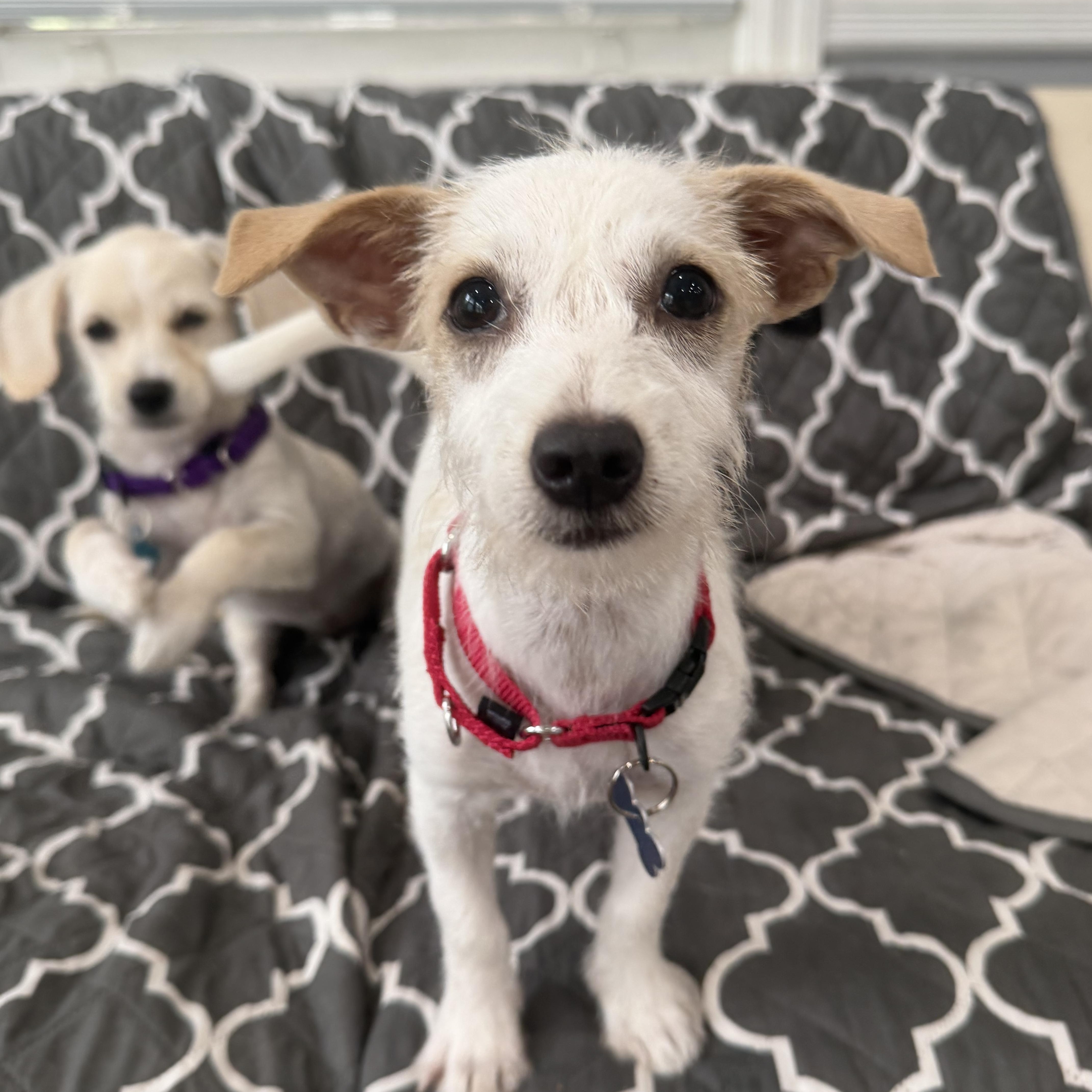 Athena, a ADOPTABLE mixed breed in Mahwah, NJ image 6/6