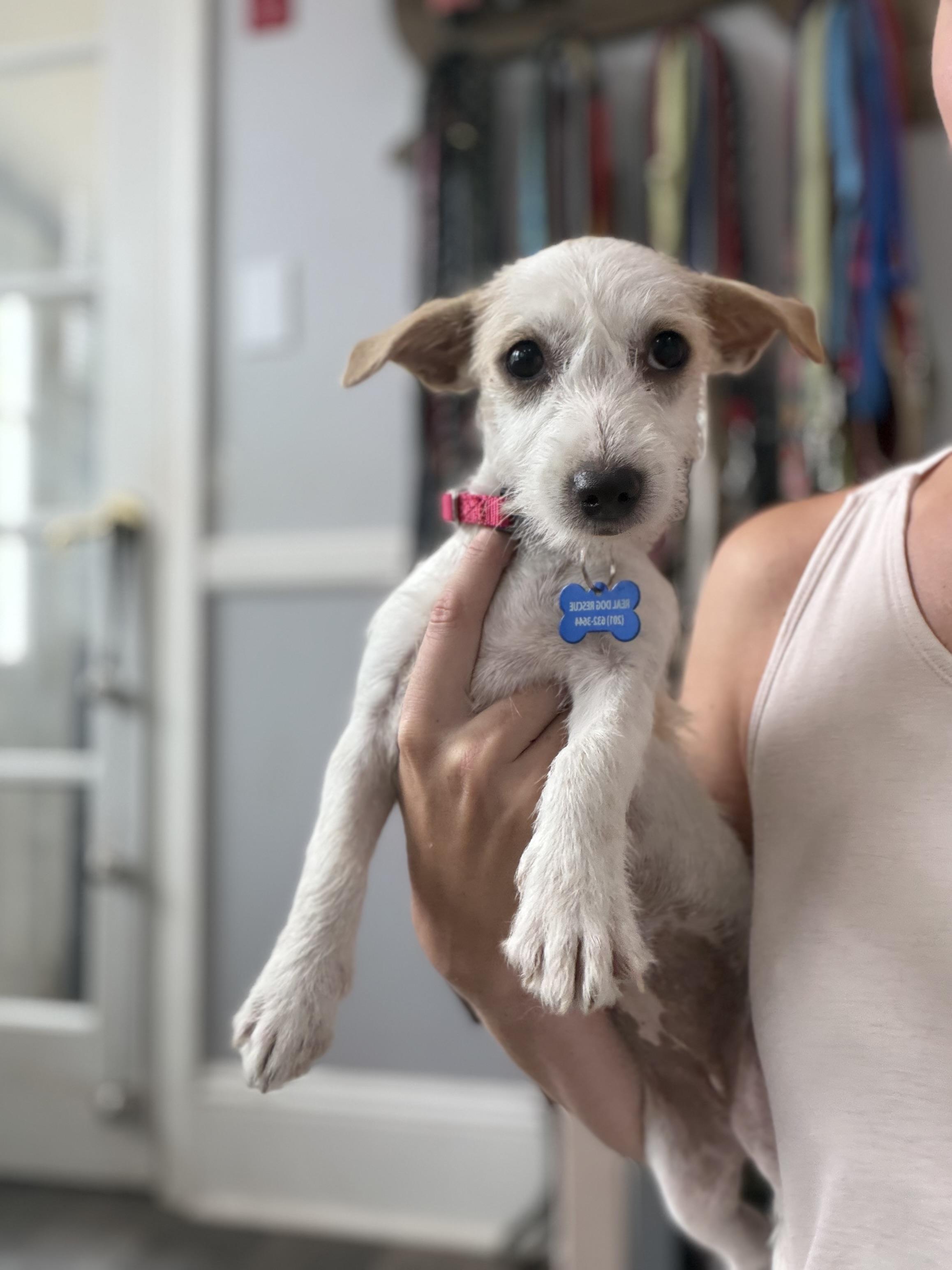 Athena, a ADOPTABLE mixed breed in Mahwah, NJ image 2/6