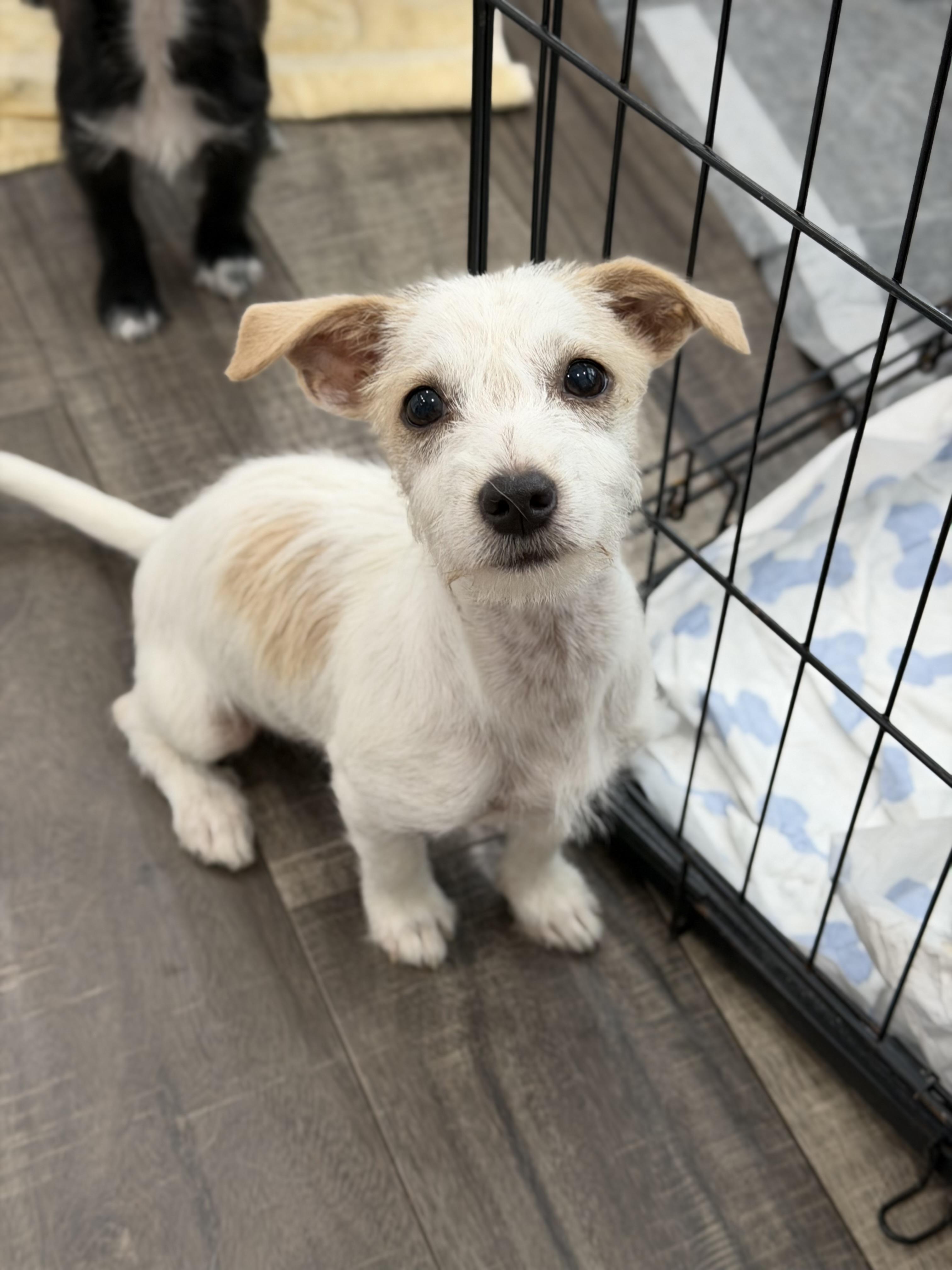 Athena, a ADOPTABLE mixed breed in Mahwah, NJ image 4/6