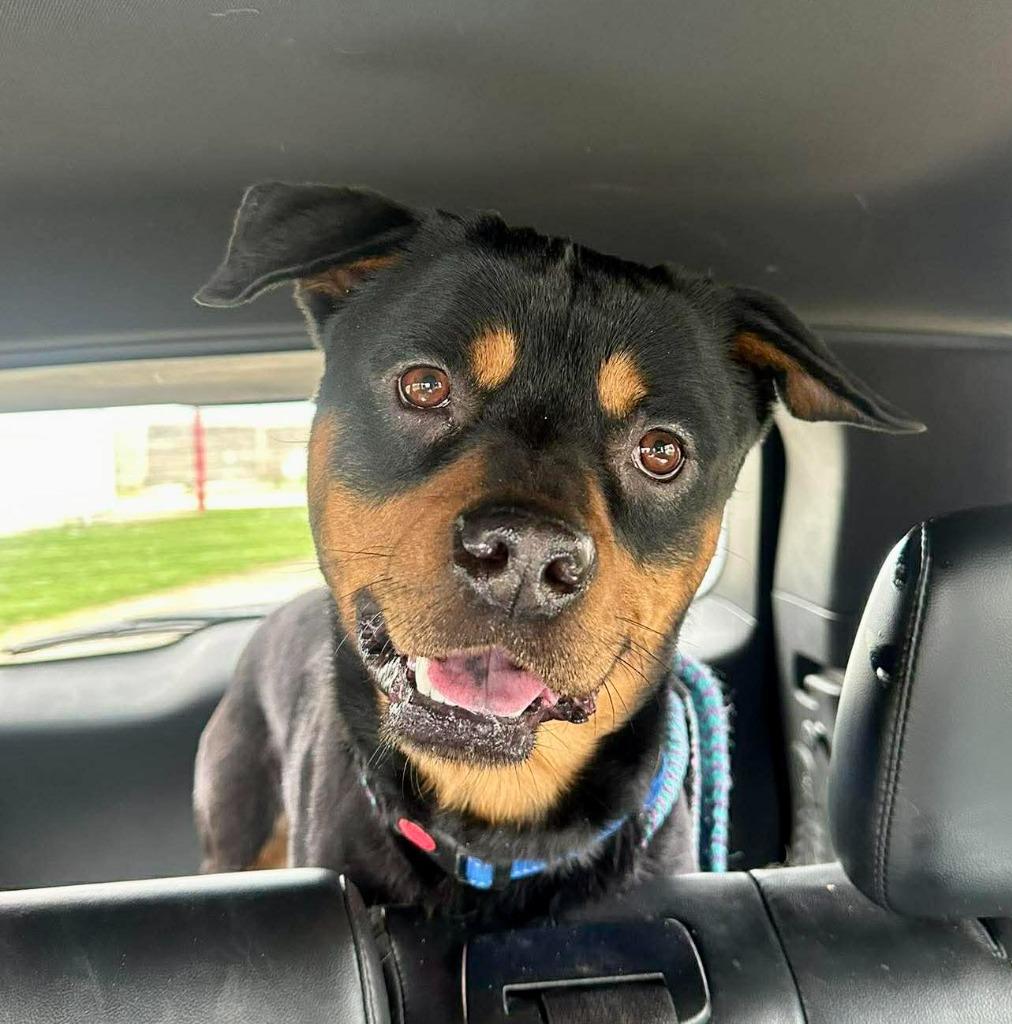 Rex, a Adoptable mixed breed in Effingham, IL image 1/6