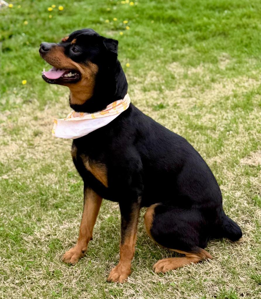 Rex, a Adoptable mixed breed in Effingham, IL image 2/6
