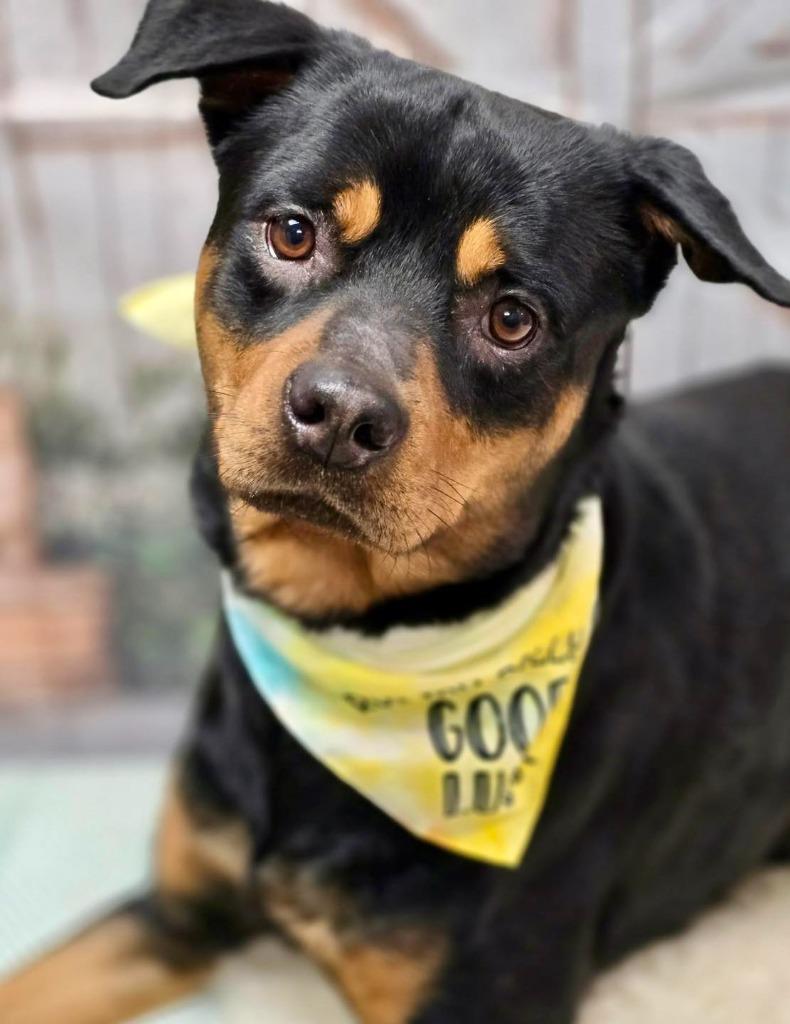 Rex, a Adoptable mixed breed in Effingham, IL image 3/6
