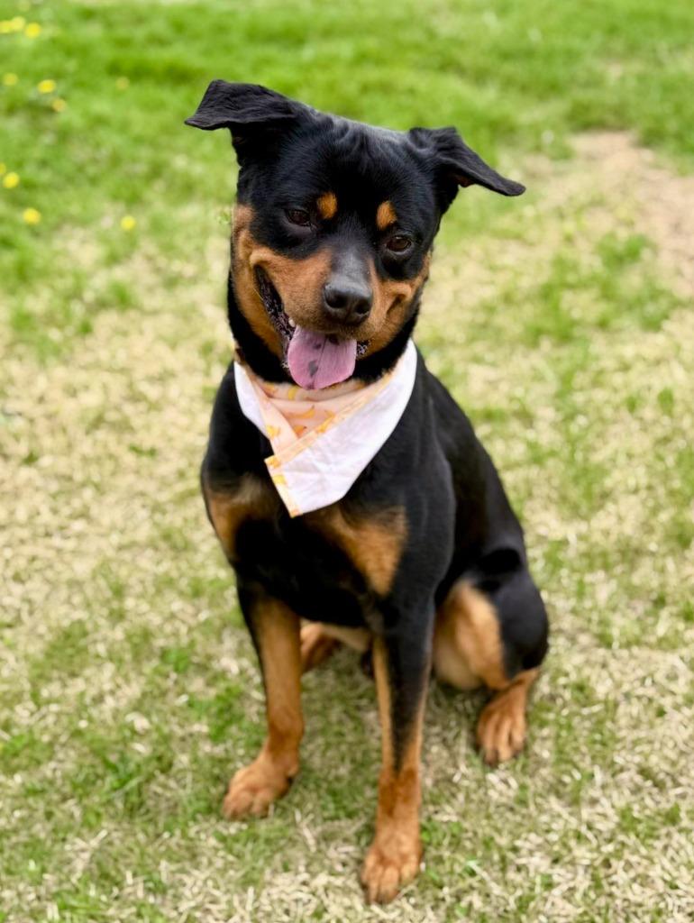 Rex, a Adoptable mixed breed in Effingham, IL image 4/6