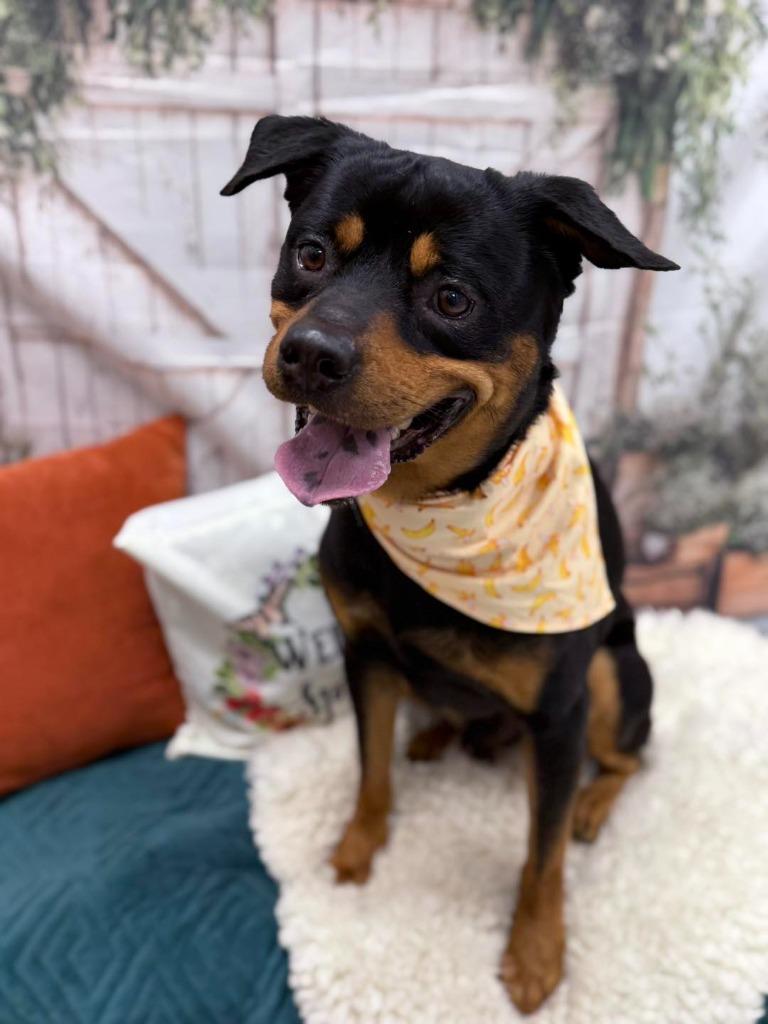 Rex, a Adoptable mixed breed in Effingham, IL image 5/6