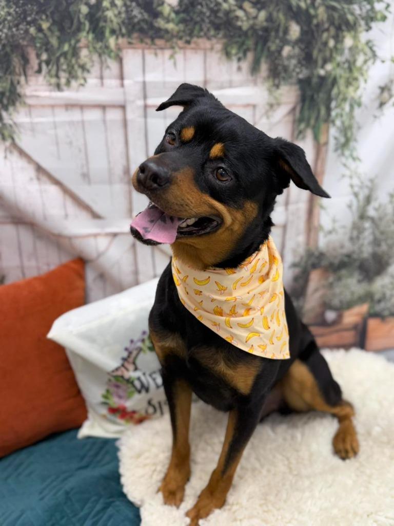 Rex, a Adoptable mixed breed in Effingham, IL image 6/6